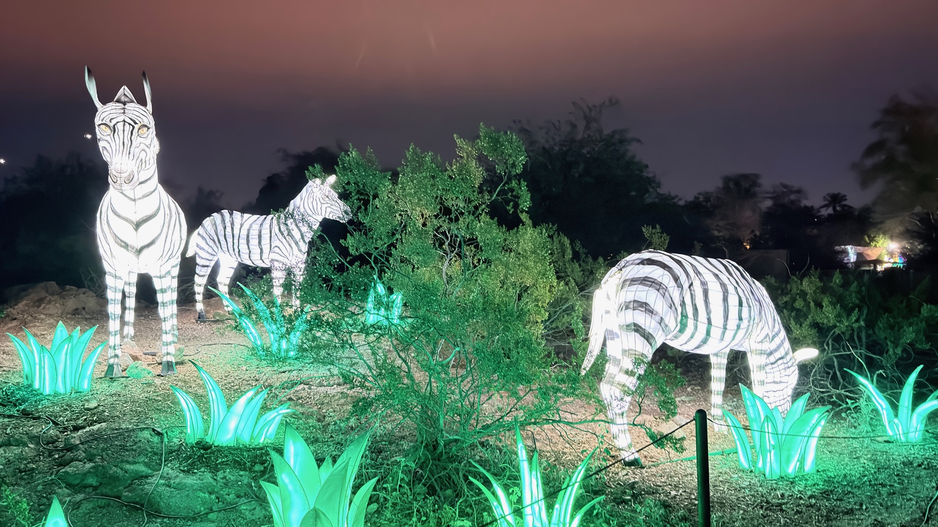 Zebras